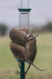 Bird feeders attract rats
